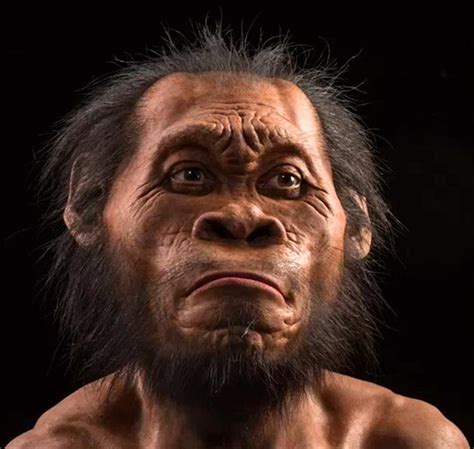 Naledi belongs near the base of the homo family. Homo naledi