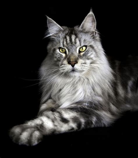 28 Best Images About Silver Blue Mainecoon On Pinterest Tabby Cats