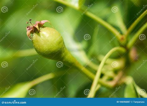 Small Green Fruit Pear Tree Grows In Garden Stock Image Image Of