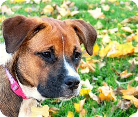 Maybe you would like to learn more about one of these? Tory | Adopted Puppy | Indianapolis, IN | Boxer/Australian ...