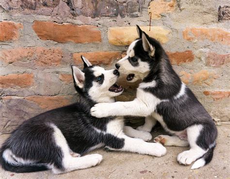 Understanding Husky Litter Size How Many Puppies Do Huskies Have