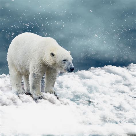 List 102 Wallpaper Polar Bear In The Snow Full Hd 2k 4k 092023
