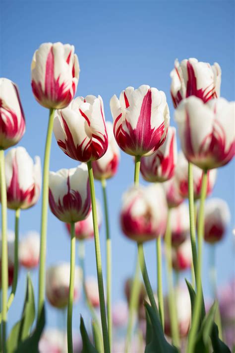 A Guide To Growing Tulips Readers Digest