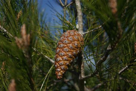 Semence Pin Dalep Pinus Halepensis Pépinières Dornement Vilmorin
