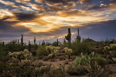 A Beautiful Sonoran Desert Evening Photograph By Saija Lehtonen Pixels