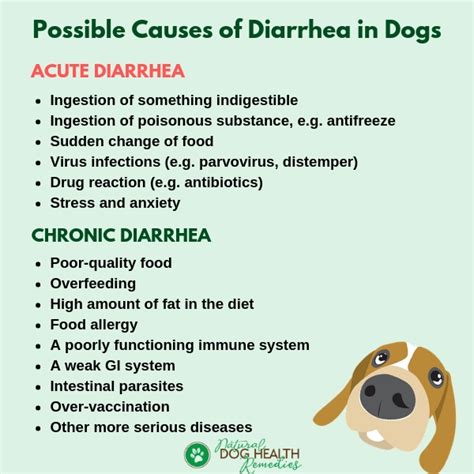 What Is A Good Home Remedy For Dog Diarrhea