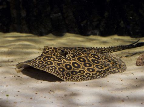 Rochen underwaterworld new england aquarium marine reserves monterey bay aquarium. Galerie Rochen | Rochen, Aquarium fische und Meerestiere