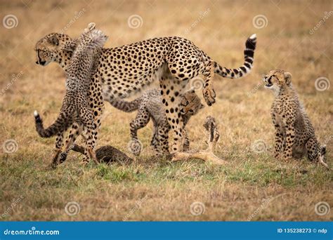 Three Cheetah Cubs Play Fighting With Mother Stock Image Image Of