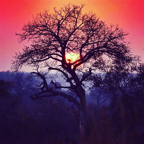 African Sunset Afrique Sur Mesure Flickr
