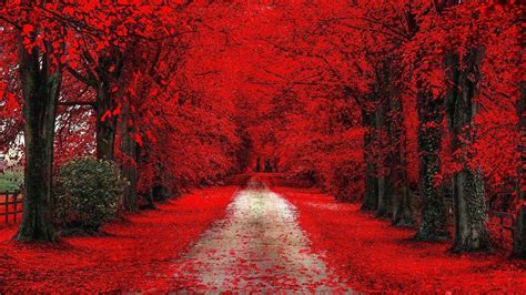 Path Between Red Cherry Blossom Trees Hd Red Wallpapers Hd Wallpapers