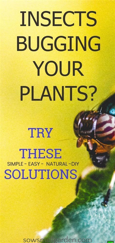 How To Keep Bugs From Eating Plants Garden Pests Organic Gardening