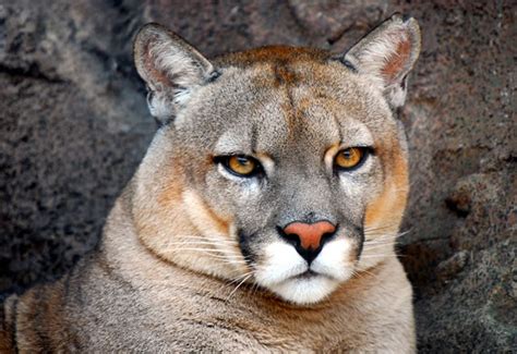 Pumas Animales Imagui