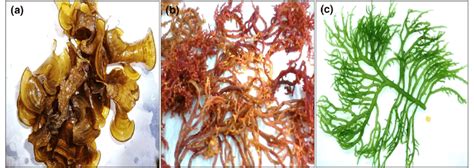 Marine Seaweed Samples A Phaeophyceae Brown Variant Padina