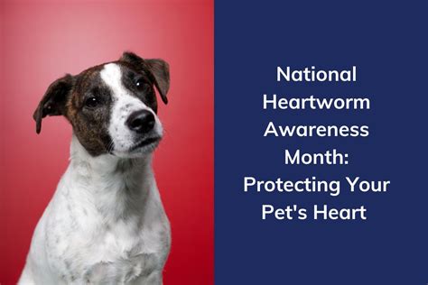 National Heartworm Awareness Month Protecting Your Pets Heart Blog