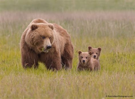 Alaska Brown Bear And Spring Cubs By Rick Dobson On 500px