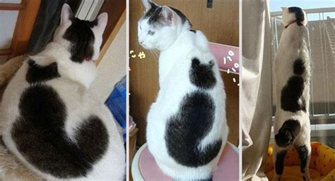 Rare cats cats and kittens exotic cats pretty cats beautiful cats i love cats cool cats gatos cat cat anatomy. 22 Cats With Some Of The Most Unique Fur Patterns You Have ...