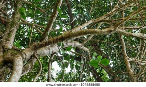 Tropical Rainforests Plants Trees Stock Photo 1046888680 Shutterstock