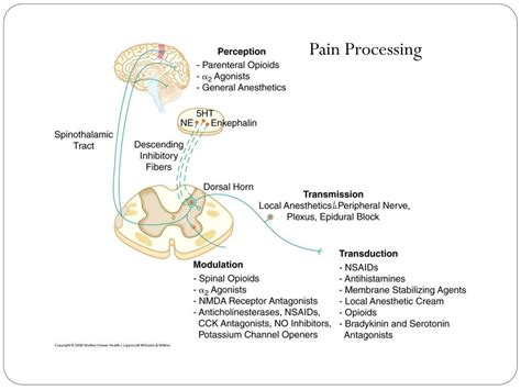 Ppt Pathophysiology Of Pain Treatment Of Acute Postoperative Pain