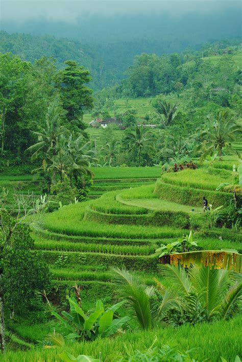 Bali Is Known For All The Greenery What A Beautiful World Amazing