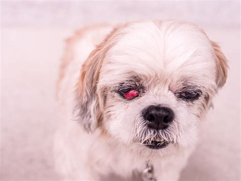 10 Shih Tzu Eye Problems Vet Approved Facts And Faq Pet Keen