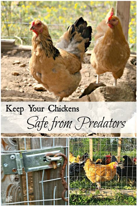 Keep Your Chickens Safe From Predators Oak Hill Homestead