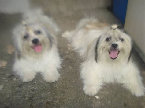 Mixed Breed Japanese Spitz X Pure Shih Tzu Stud Service For Sale