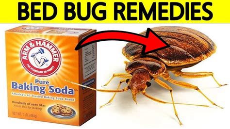 How To Get Rid Of Bed Bugs At Home Using Home Remedies Youtube