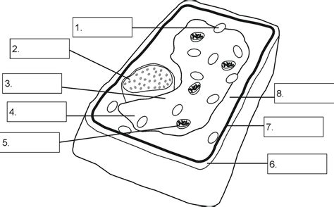 Plant and animal cell coloring worksheets key carriembecker me. Plant Cell Coloring Key Inspirational Plant and Animal ...