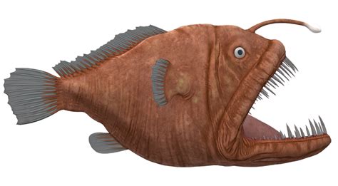 Angler Fish Isolated On A Transparent Background 23839421 Png
