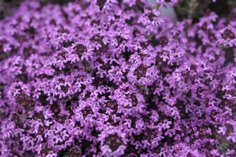 Creeping Thyme Care And Growing Guide