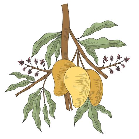 Dibujado a mano ilustración botánica rama de árbol de mango con frutas