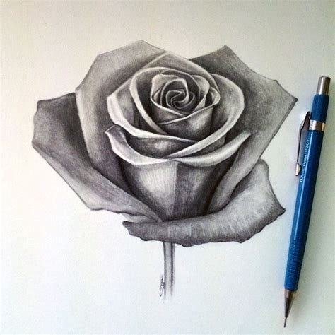 How To Draw A Realistic Rose For Beginners How To Draw Rose By Simple Steps Xhlkaoikqu