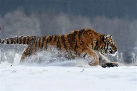 How Fast Can A Tiger Run In Mph And Kph Tiger Tribe