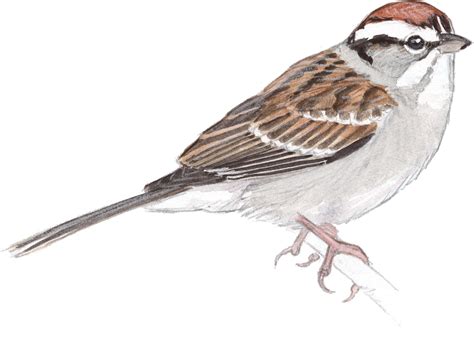 Chipping Sparrow - John Muir Laws | Sparrow art, Sparrow drawing, Bird drawings