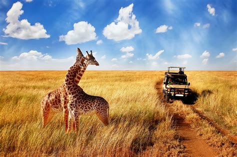 African Wildlife Stock Photography Images