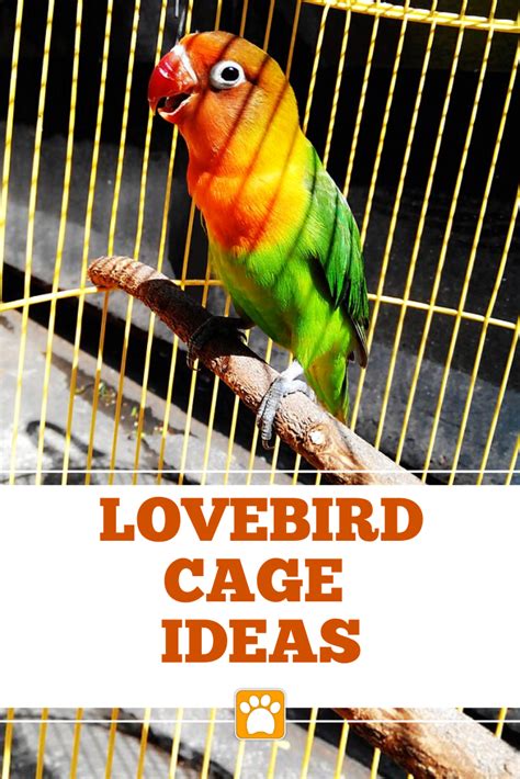Best Cage For Lovebirds Artofit