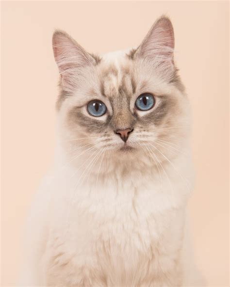 106 Cream Ragdoll Photos Free And Royalty Free Stock Photos From Dreamstime