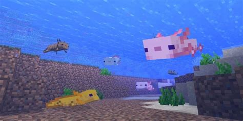 What Do Axolotls Eat In Minecraft Minecraftjet