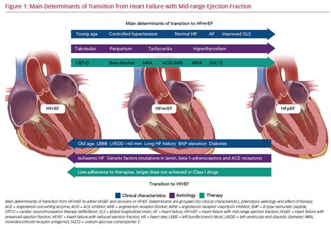 Heart Failure With Mid Range Or Recovered Ejection Fraction Heart