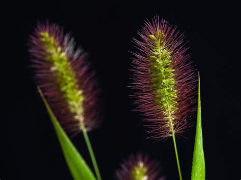 Grass Bloom Flowering Free Photo On Pixabay Pixabay