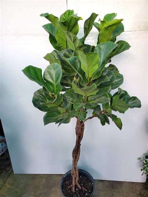 Braided Ficus Lyrata Compacta Tree Plant In 10 Pot Little Fiddle Leaf