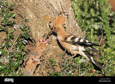 Hoopoe Upupa Epops Adult Feeding Chicks At Nest Stock Photo Alamy