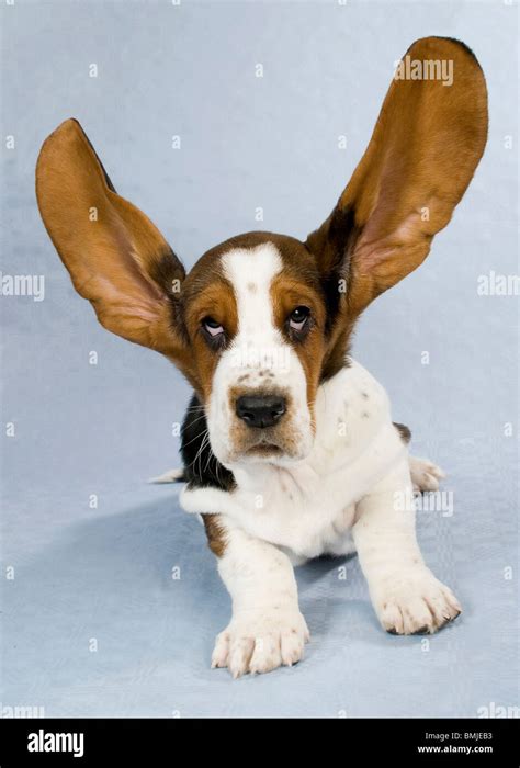 Puppies With Big Ears Small Dog Breeds The Smart Dog Guide Dogs
