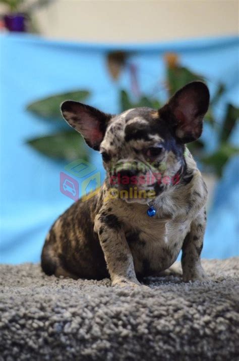 French bulldogs are a brachycephalic breed, meaning they have shorter snouts than other dogs. Two Adorable French Bulldog Puppies For Adoption for sale ...
