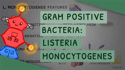 Gram Positive Bacteria Listeria Monocytogenes Youtube