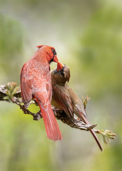 Birds Kissing Photograph By Leah Xu Pixels