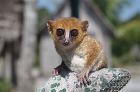 Reports On Protect A Brand New Mouse Lemur In Madagascar Globalgiving