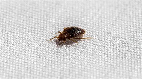 Can Bed Bugs Live In Carpet