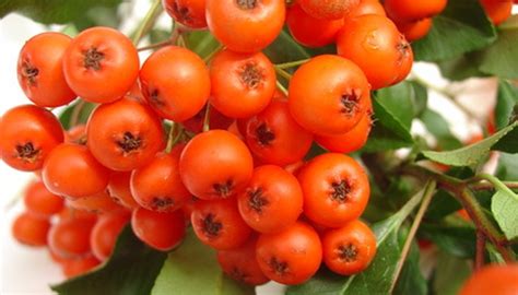 Cranberry bush with fruit partially submerged. Berry Plants | Garden Guides