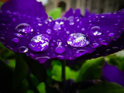 Purple Flower Raindrops Photograph By Devina Browning Fine Art America